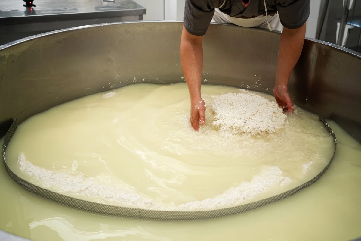Cheesemaker collecting whey as a byproduct of cheesemaking.